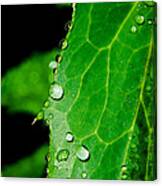 Raindrops On Green Leaf Canvas Print