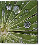 Raindrops On Lupin Leaf Canvas Print