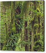 Rainforest Queets River Valley Canvas Print