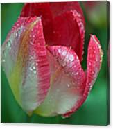 Rainy Day Series - Deep Pink And White Tulip Ii Canvas Print