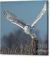 Raised Wings Canvas Print