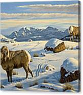 Rams Down From Junction Butte Canvas Print