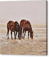 Ranch Horses In Snow Canvas Print