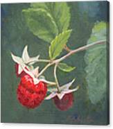 Raspberries Canvas Print