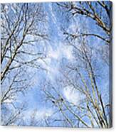 Reaching For The Sky Canvas Print