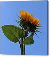 Reaching For The Sun - Sunflower Canvas Print