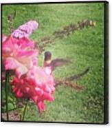 Really Pretty Humming Bird Outside My Canvas Print