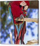 Red And Green Macaw Canvas Print