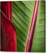 Red And Green Canvas Print