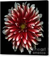 Red And White Dahlia Canvas Print