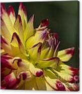 Red And Yellow Dahlia Canvas Print