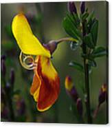 Red And Yellow Scotchbroom Canvas Print