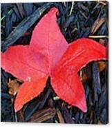 Red Autumn Leaf Canvas Print