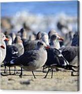 Red Beak Seagull Convention Canvas Print