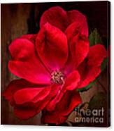 Red Beauty Canvas Print