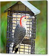 Red-bellied Woodpecker At The Feeder Canvas Print