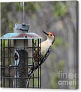 Red Bellied Woodpecker Canvas Print