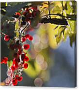 Red Berries At Sunset Canvas Print