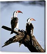 Red-billed Hornbills Canvas Print