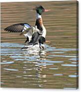 Red-breasted Merganser Canvas Print
