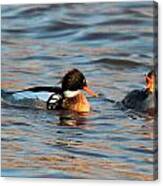 Red Breasted Merganser Pair Canvas Print