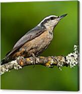 Red Breasted Nuthatch In A Tree Canvas Print