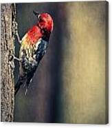 Red-breasted Sapsucker - British Columbia Canvas Print
