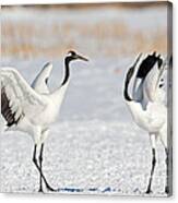 Red Crowned Crane Dance Canvas Print