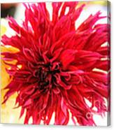 Red Dahlia Canvas Print