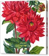 Red Dahlias Canvas Print