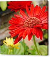 Red Daisy Canvas Print