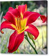 Red Daylily Canvas Print