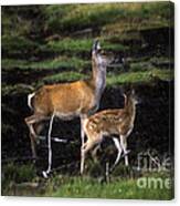 Red Deer Hind And Calf Canvas Print