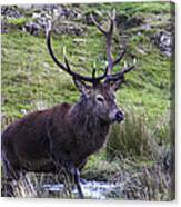 Red Deer Stag Wallow Canvas Print