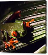Red-eyed Leaf Frog Canvas Print