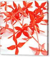 Red Flower Background Canvas Print