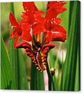 Red Flower Canvas Print