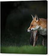 Red Fox Canvas Print