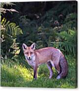 Red Fox Cub At The Edge Of A Forest Canvas Print