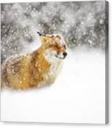 Red Fox In A Heavy Snowstorm Canvas Print