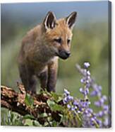 Red Fox Kit Climbing Canvas Print