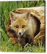 Red Fox Kit In Log Aspen Valley Canvas Print