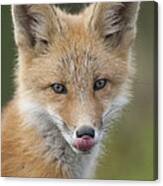 Red Fox Pup Alaska Canvas Print