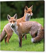 Red Foxes Canvas Print