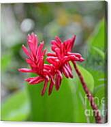Red Ginger Canvas Print