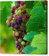Red Grapes Canvas Print