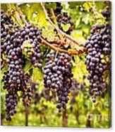 Red Grapes In Vineyard Canvas Print