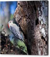 Red Headed Woodpecker Canvas Print