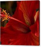 Red Hibiscus 4 Canvas Print
