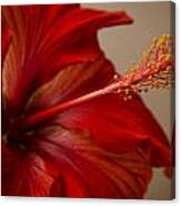 Red Hibiscus 5 Canvas Print